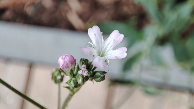 Zack, es ist Frühling! Kleine Stiche Staudenschleierkraut Blume